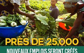 Stratégie de relance de la production agricole au Togo