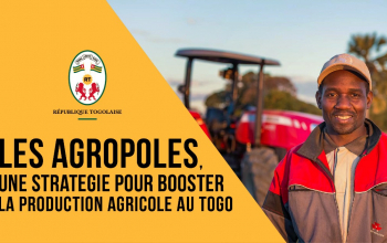 Stratégie de relance de la production agricole au Togo