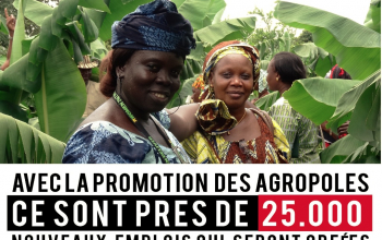 Stratégie de relance de la production agricole au Togo