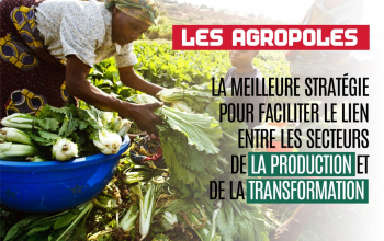 Stratégie de relance de la production agricole au Togo