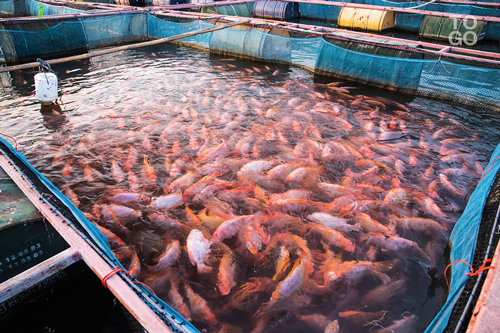  Un bassin d'élevage de tilapias 