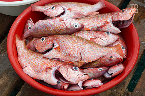  Le Togo est contraint d'importer du poisson 