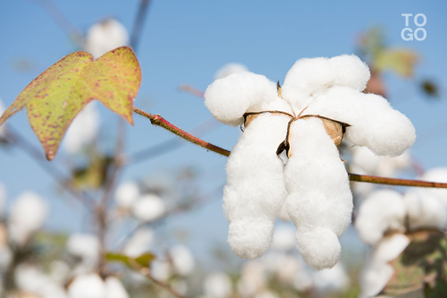  Le coton fait vivre de nombreux Togolais 